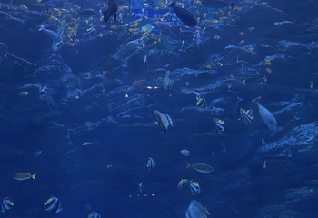 釜山SEA LIFE水族馆第 50 张图片