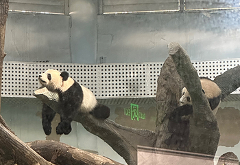 成都大熊猫繁育研究基地第 640 张图片
