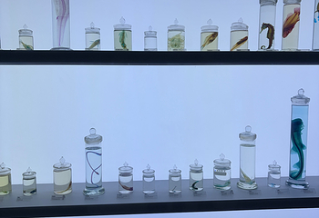 济州岛Aqua Planet水族馆第 62 张图片