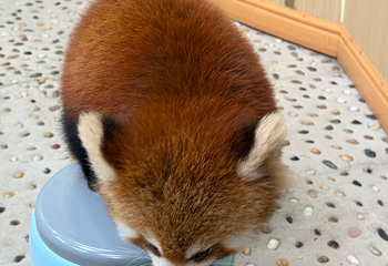 小熊猫森林公园第 31 张图片