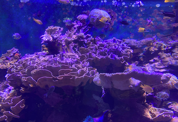 台湾海洋生物博物馆第 49 张图片
