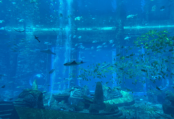 三亚亚特兰蒂斯失落的空间水族馆第 199 张图片