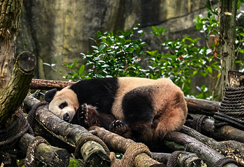 熊猫谷第 9 张图片