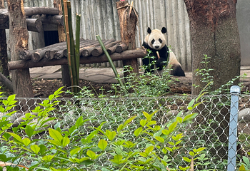 成都大熊猫繁育研究基地第 183 张图片