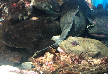仙台海洋森林水族馆第 26 张图片