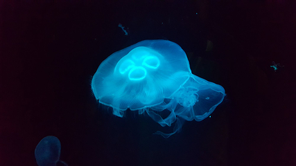 Sea Life Kansas City Aquarium第 8 张图片