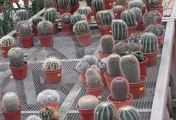 仙人掌谷第 15 张图片