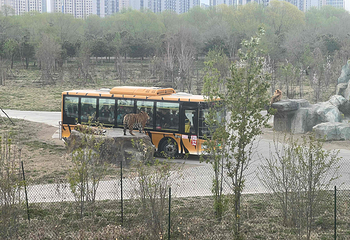 东北虎林园第 280 张图片
