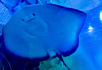 吉隆坡城中城水族馆第 40 张图片