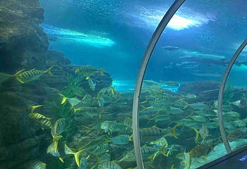 青岛海底世界第 184 张图片