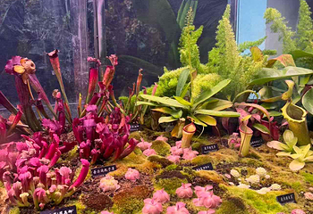 中国科学院西双版纳热带植物园第 96 张图片