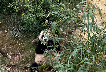 成都大熊猫繁育研究基地第 524 张图片