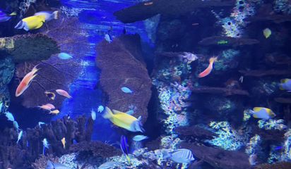 上海海洋水族馆第 194 张图片