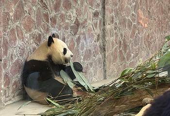 成都大熊猫繁育研究基地第 464 张图片