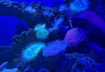 新加坡海洋生态馆第 73 张图片