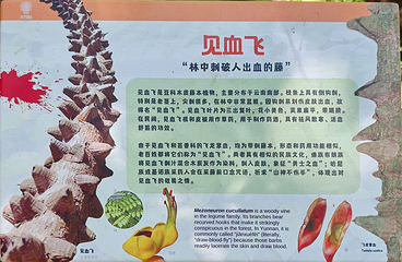 中国科学院西双版纳热带植物园第 167 张图片