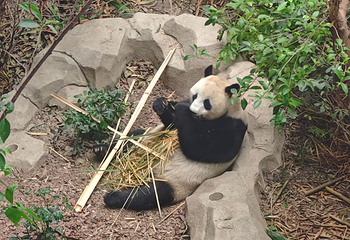 成都大熊猫繁育研究基地第 498 张图片