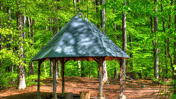 法兰克福城市森林