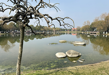 橘子洲景区第 36 张图片