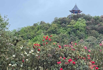 百里杜鹃风景区第 69 张图片