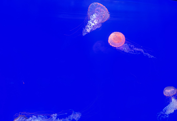 上海海洋水族馆第 157 张图片