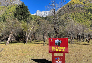 四姑娘山双桥沟景区第 78 张图片