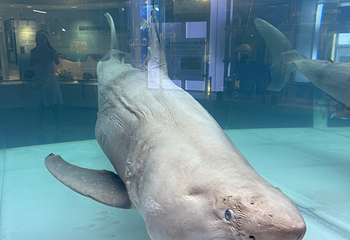 冲绳美丽海水族馆第 145 张图片