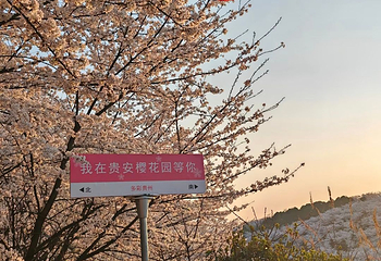 贵安樱花园第 33 张图片