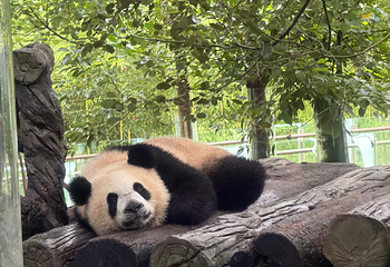 卧龙中华大熊猫苑神树坪基地第 126 张图片
