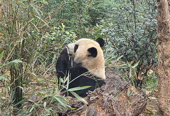 成都大熊猫繁育研究基地第 114 张图片