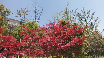 南京城墙富贵山登城口