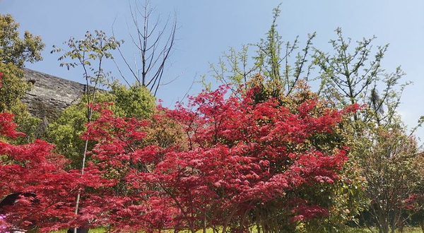 南京城墙富贵山登城口
