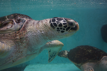 仙台海洋森林水族馆第 15 张图片