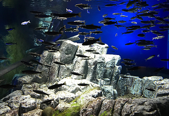 千岁水族馆第 4 张图片