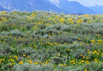 Teton Point Turnout第 13 张图片