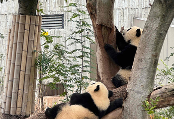 成都大熊猫繁育研究基地第 239 张图片