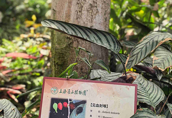 上海辰山植物园第 30 张图片