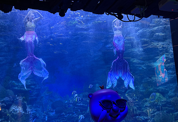 釜山SEA LIFE水族馆第 46 张图片