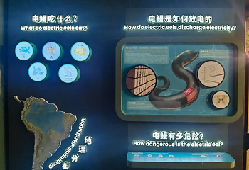 上海海洋水族馆第 205 张图片