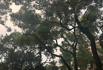 沙面第 55 张图片