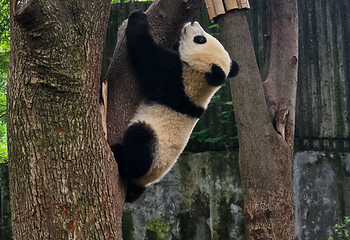 成都大熊猫繁育研究基地第 437 张图片