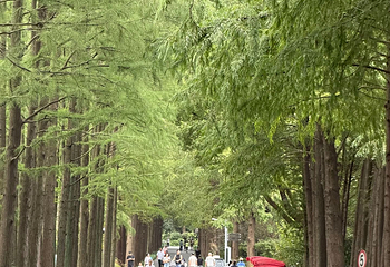 上海植物园第 75 张图片