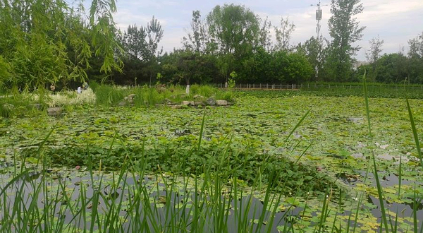 西安浐灞国家湿地公园-天池