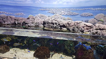 丹佛市区水族馆第 11 张图片