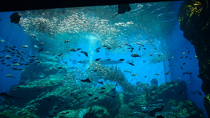 仙台海洋森林水族馆第 2 张图片