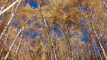 Birch Grove