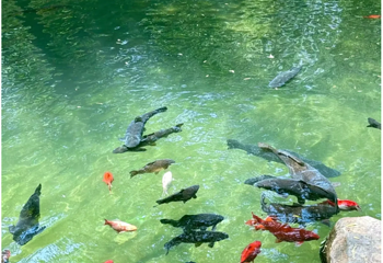趵突泉景区第 280 张图片
