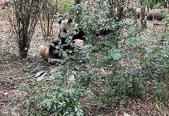 成都大熊猫繁育研究基地第 657 张图片