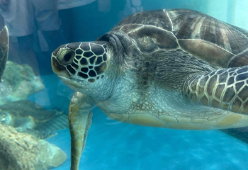大分海之卵水族馆第 19 张图片