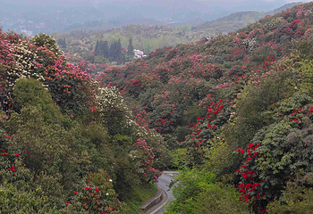 百里杜鹃风景区第 56 张图片